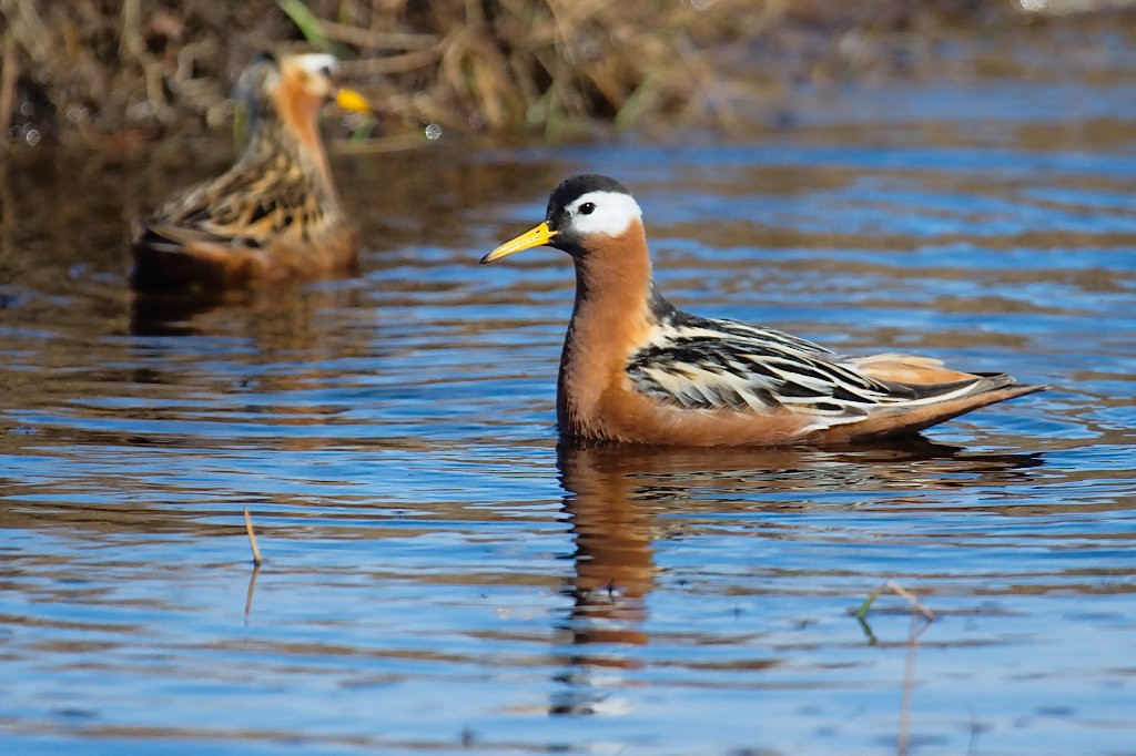 Red Phalarope - Don-Jean Léandri-Breton