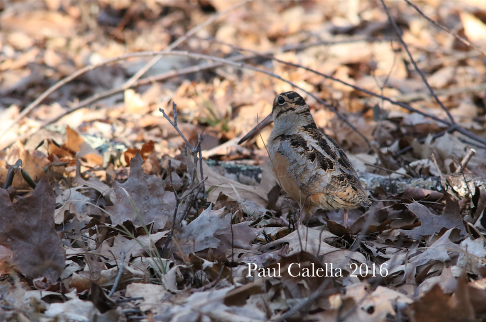 American Woodcock - ML25412851