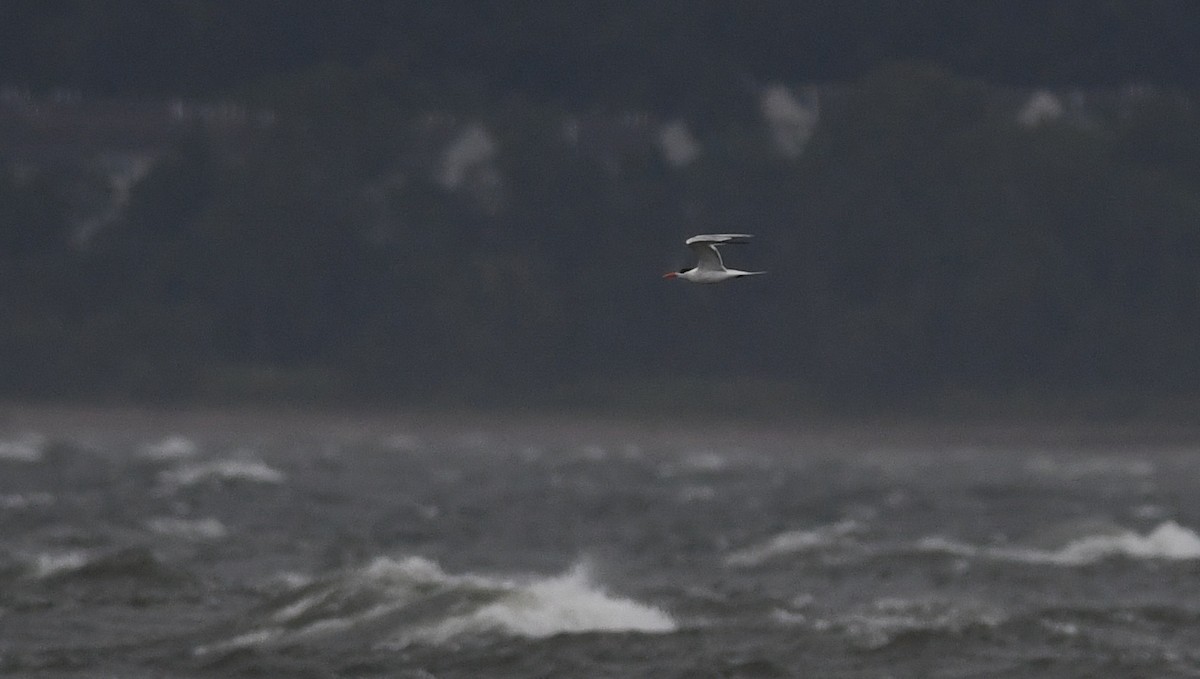 Royal Tern - ML254128631