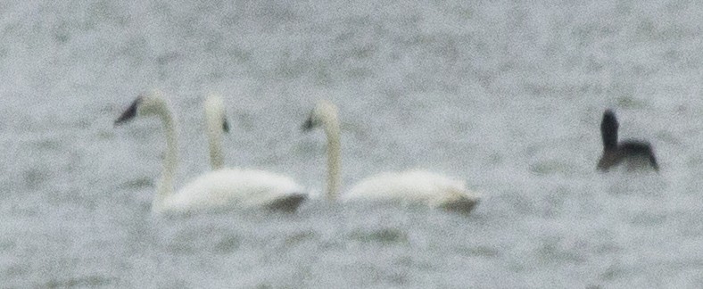 Trumpeter Swan - Chantel Declerck