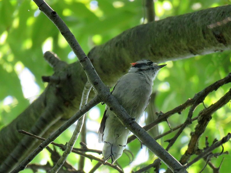 Downy Woodpecker - ML254130501
