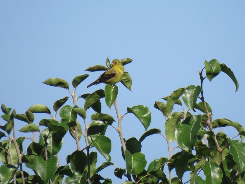 American Goldfinch - ML254130641