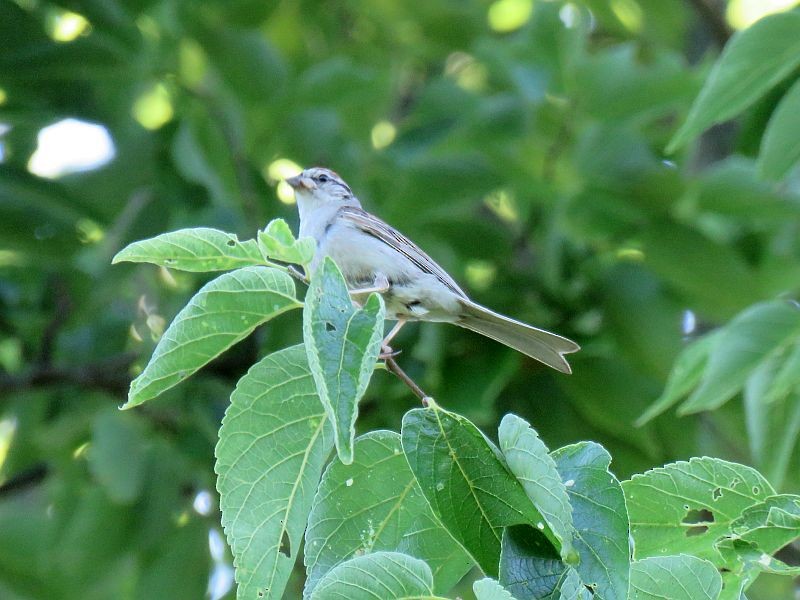 Chipping Sparrow - Tracy The Birder