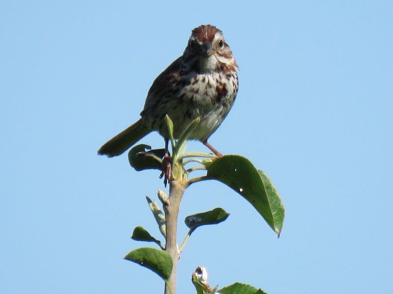 Song Sparrow - Tracy The Birder