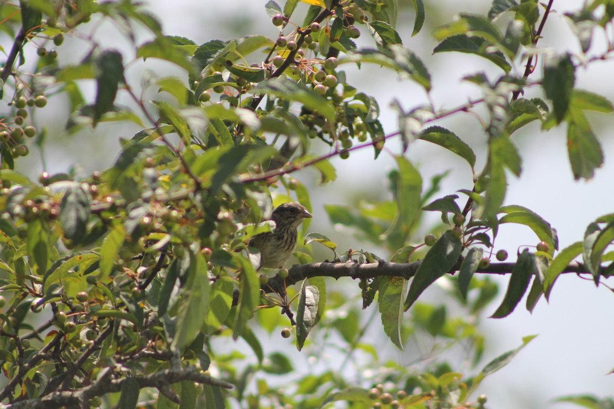 Song Sparrow - ML254130891