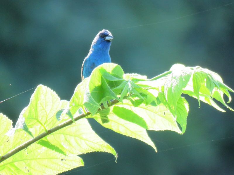 Indigo Bunting - ML254131081