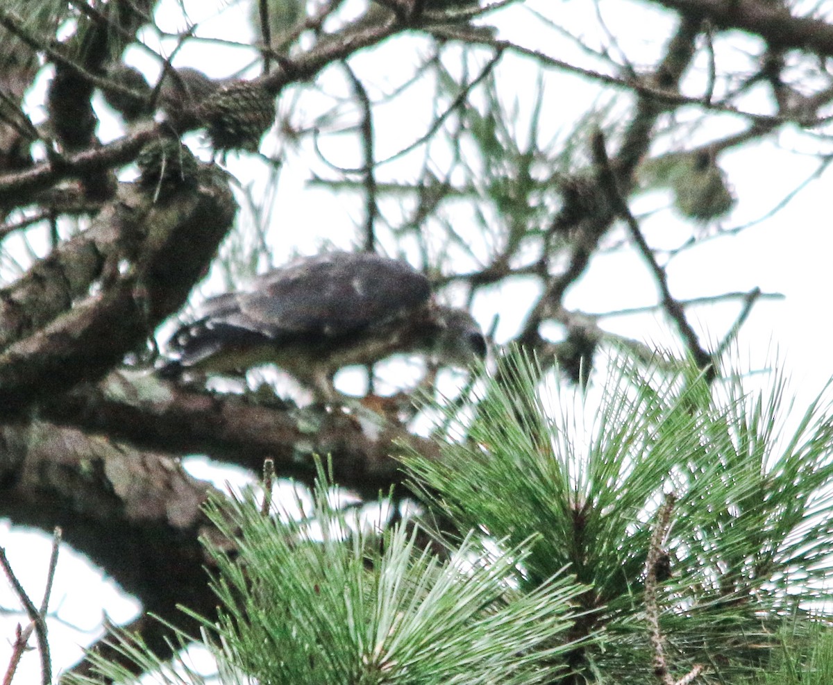 Mississippi Kite - ML254131131