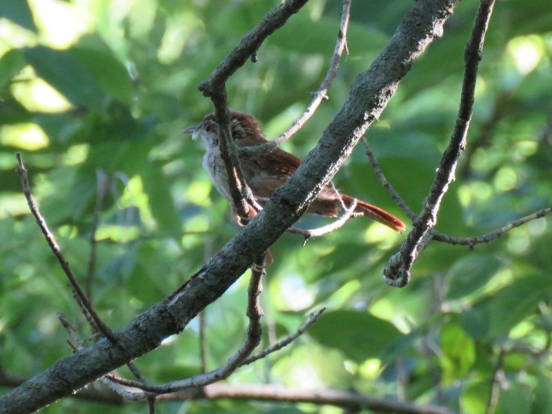 Carolina Wren - ML254133021