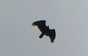 Turkey Vulture - Carlos José Díaz García