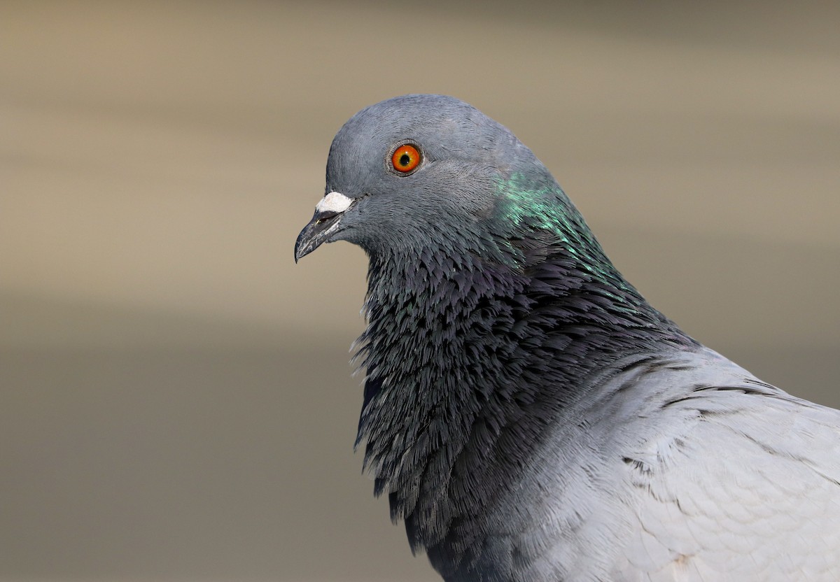 Rock Pigeon (Feral Pigeon) - ML254134931