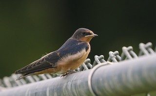 Barn Swallow
