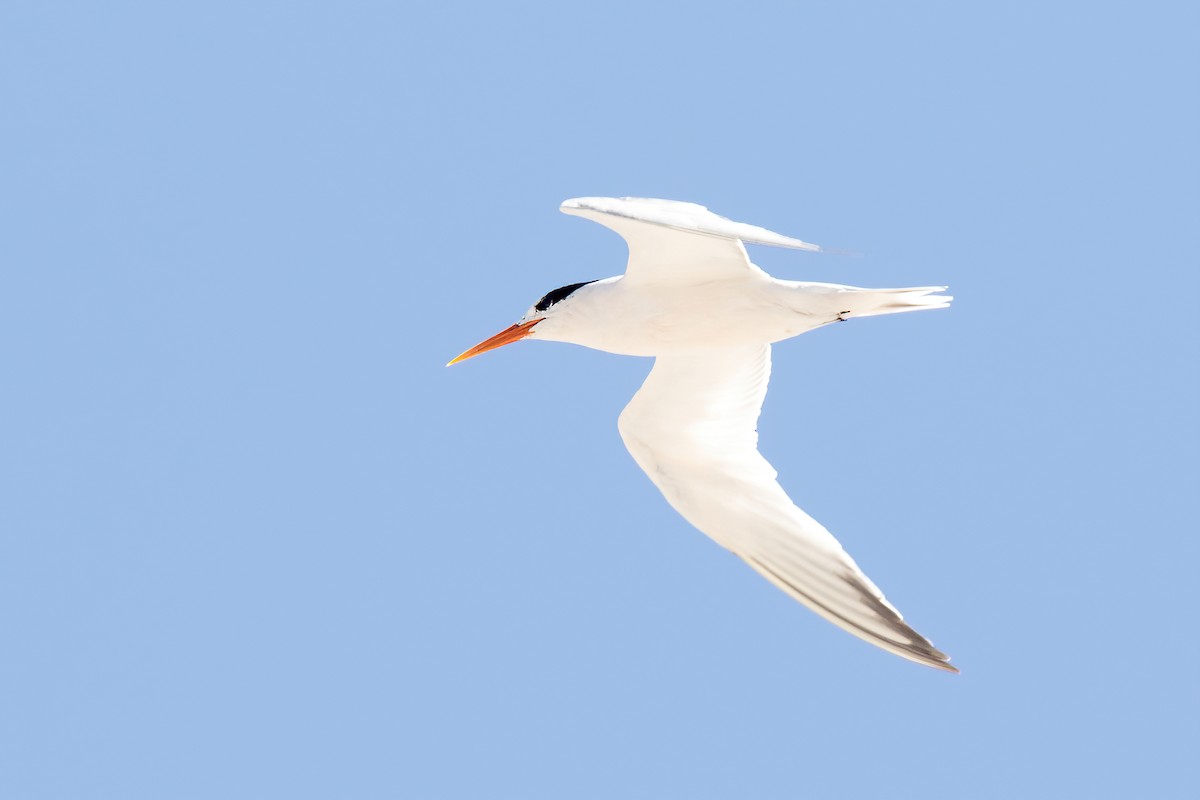 Elegant Tern - Garrett Lau