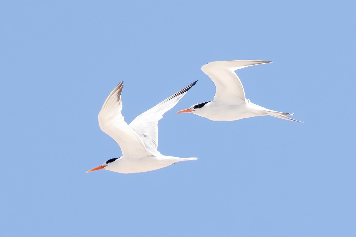 Elegant Tern - ML254137261