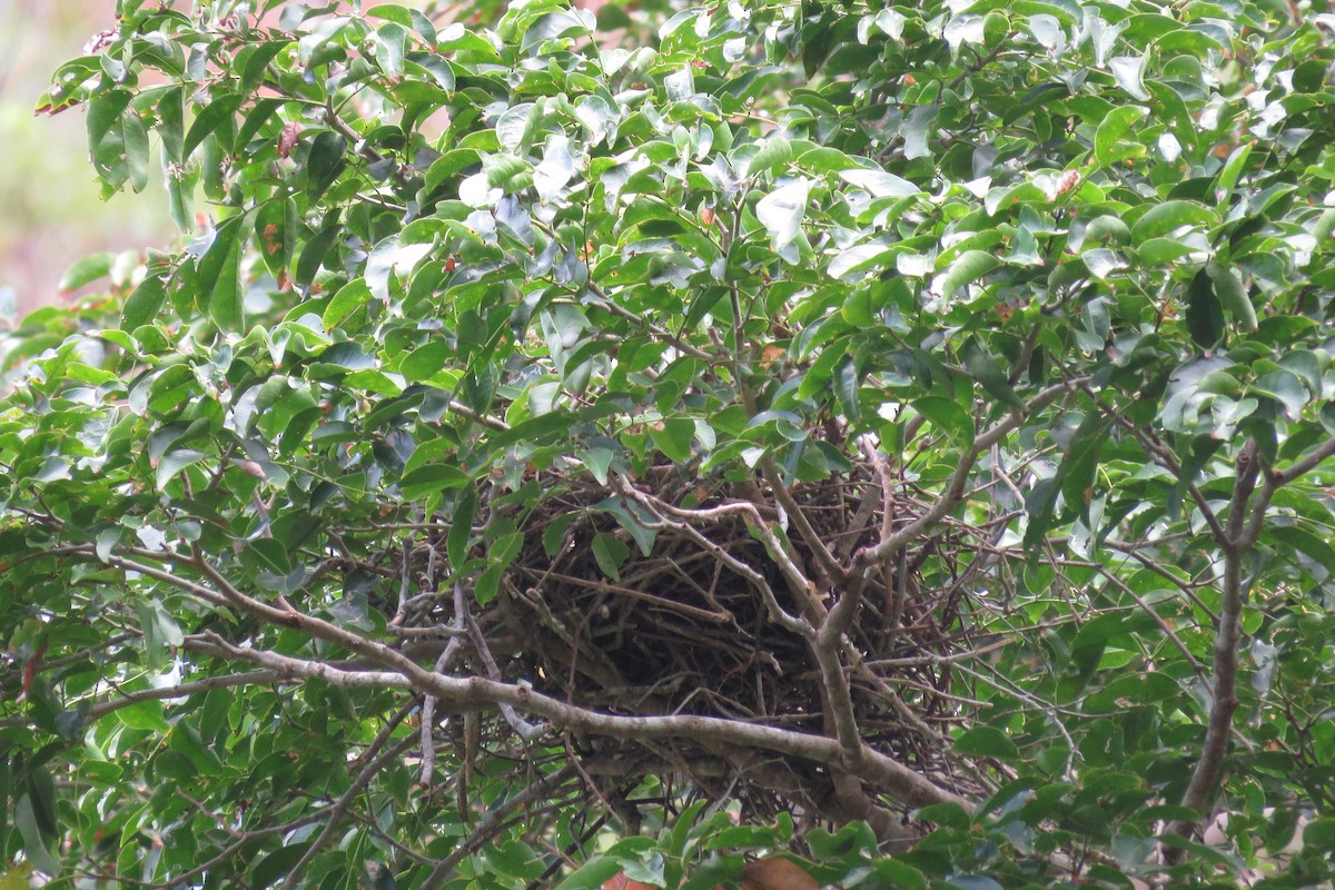 Palawan Crow - ML25414001
