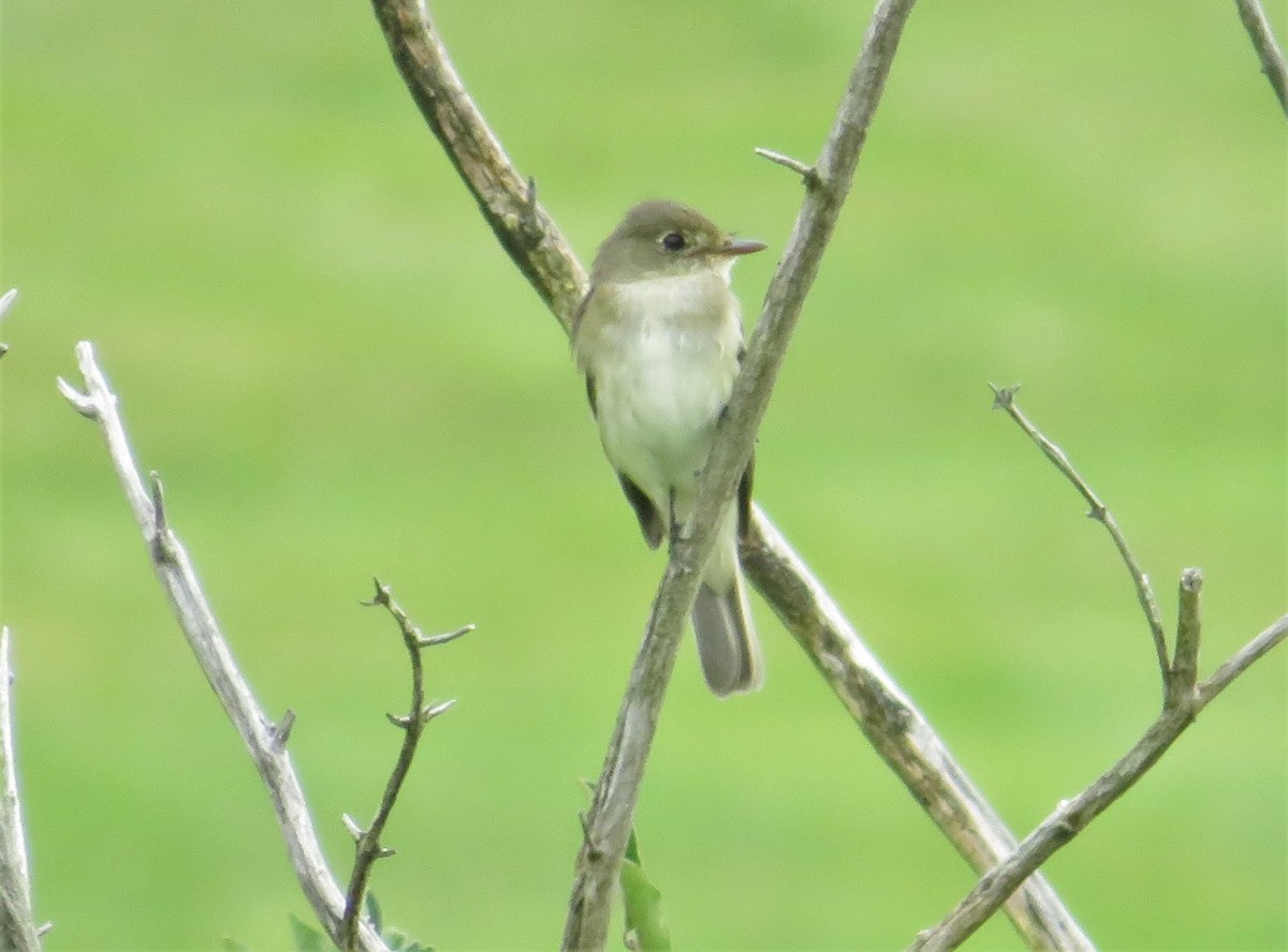 Willow Flycatcher - Kevin Topping