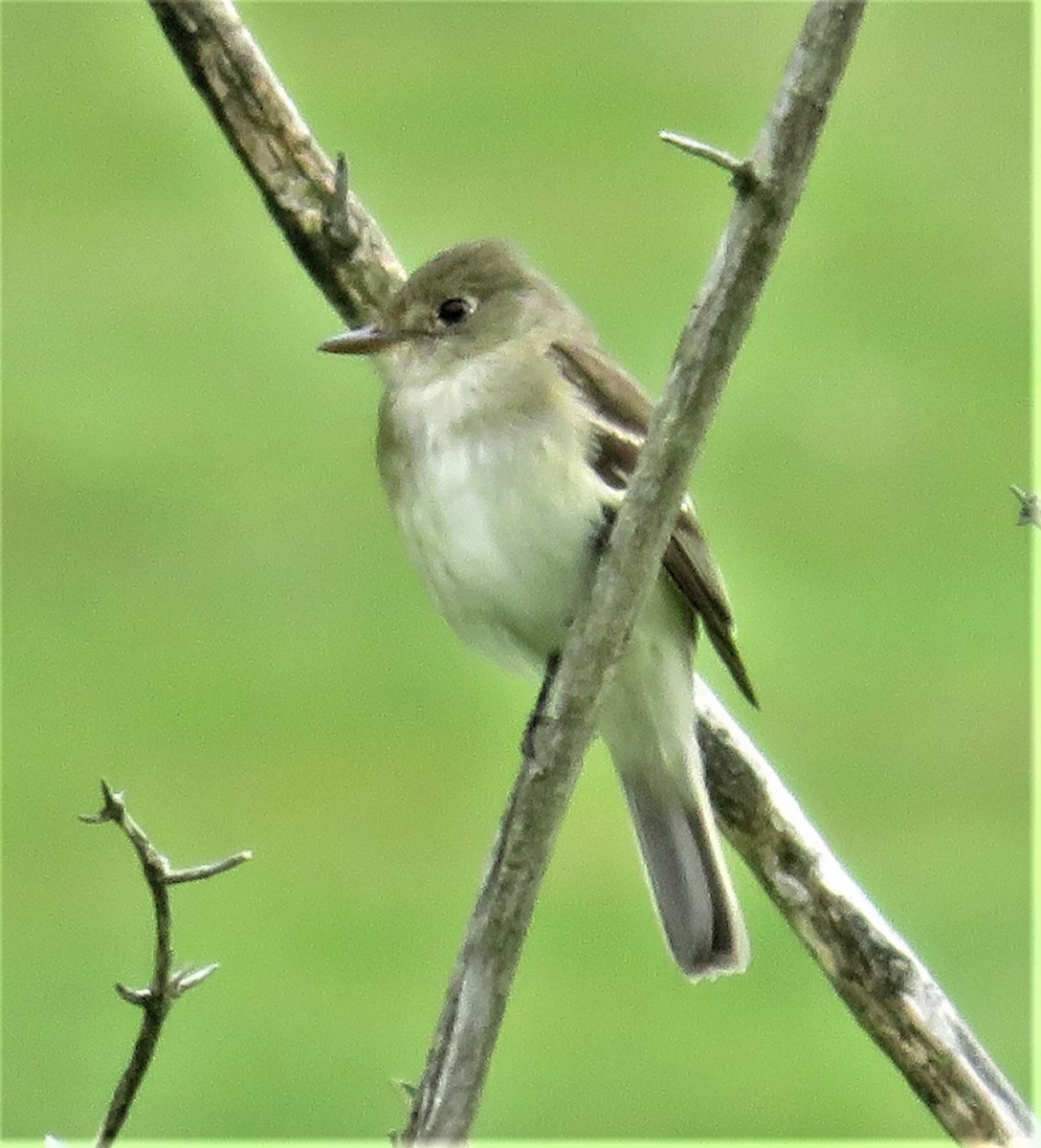 Willow Flycatcher - ML254141401