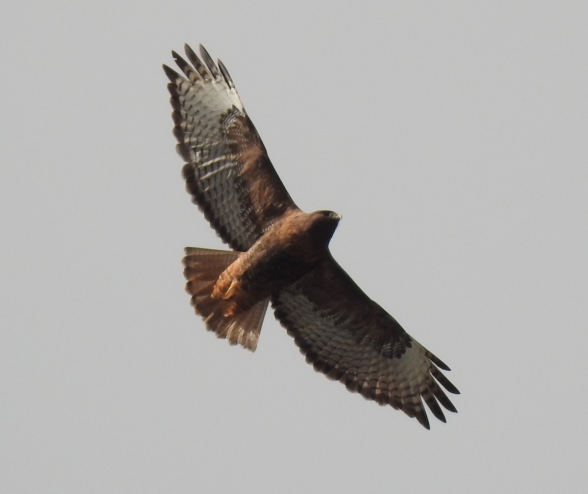 Red-tailed Hawk - ML25414211