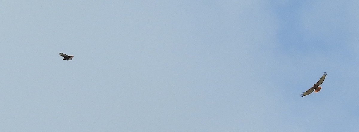 Red-tailed Hawk - ML25414221