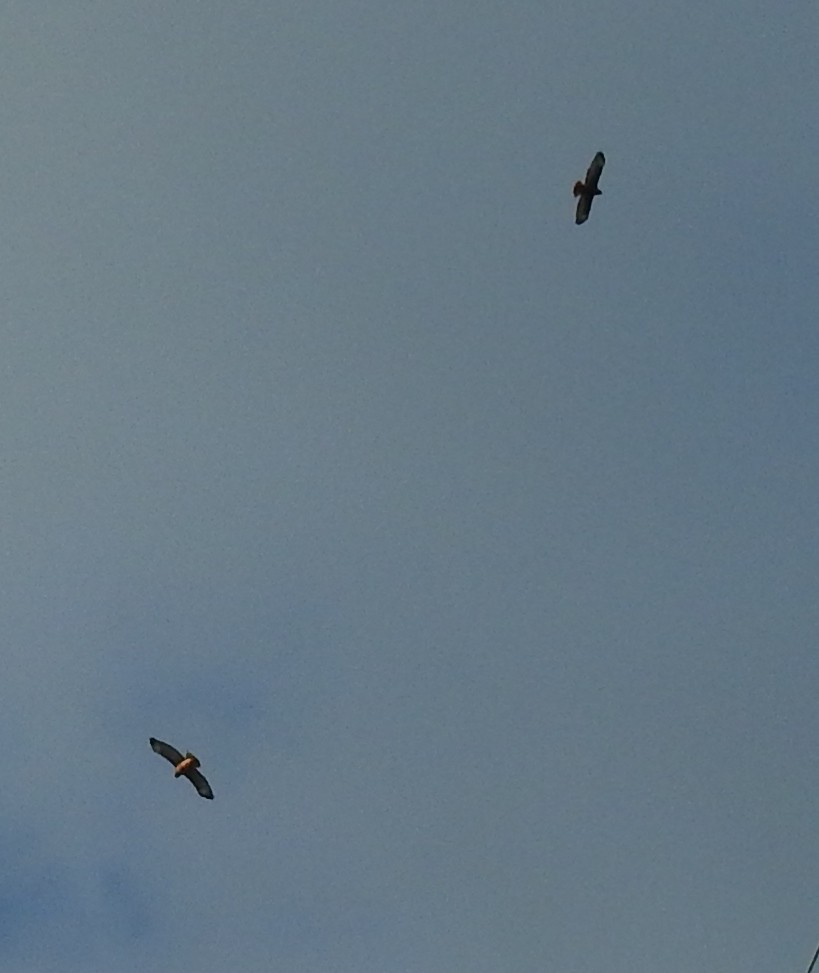 Red-tailed Hawk - ML25414231