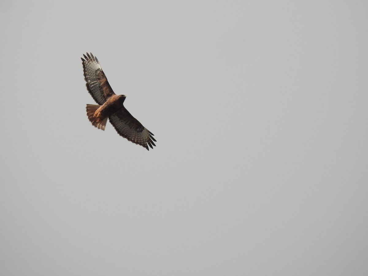 Red-tailed Hawk - ML25414241