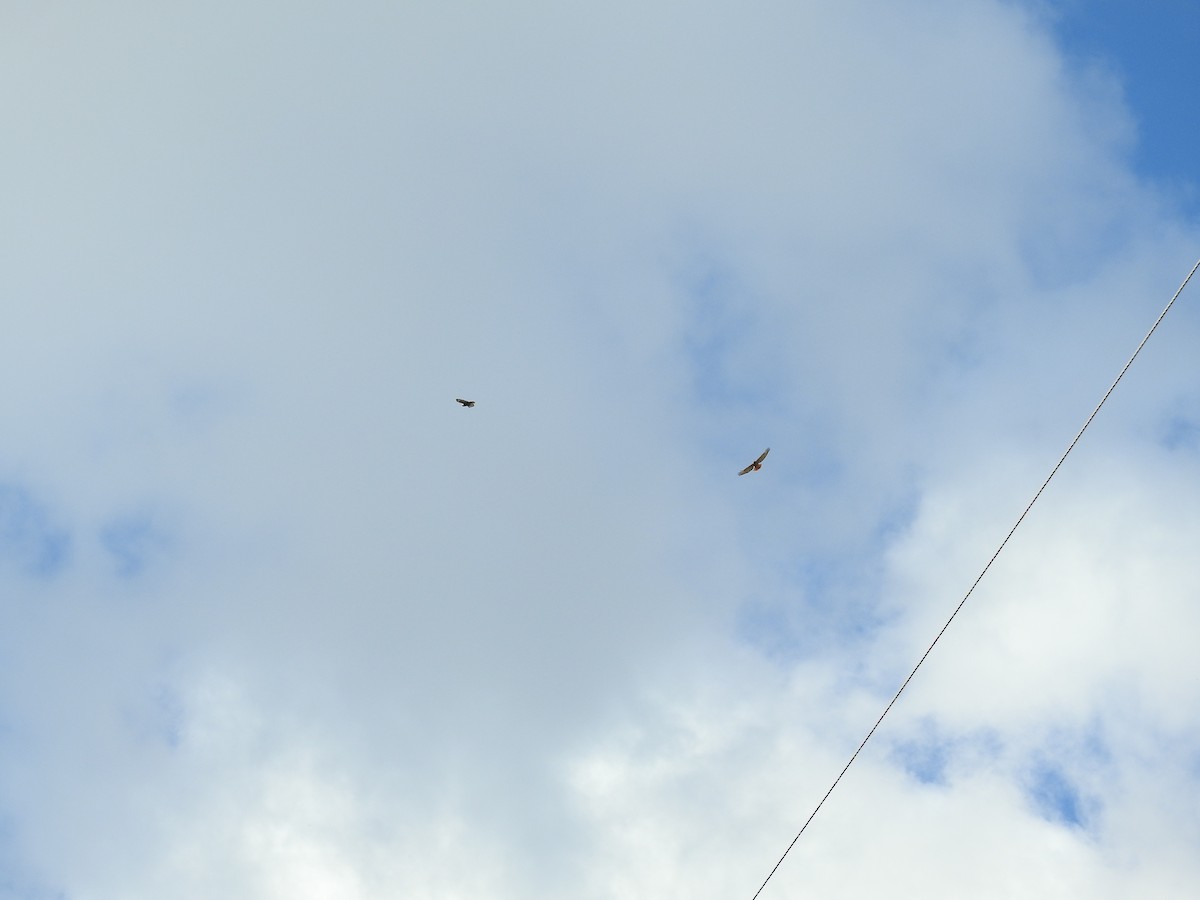 Red-tailed Hawk - ML25414251