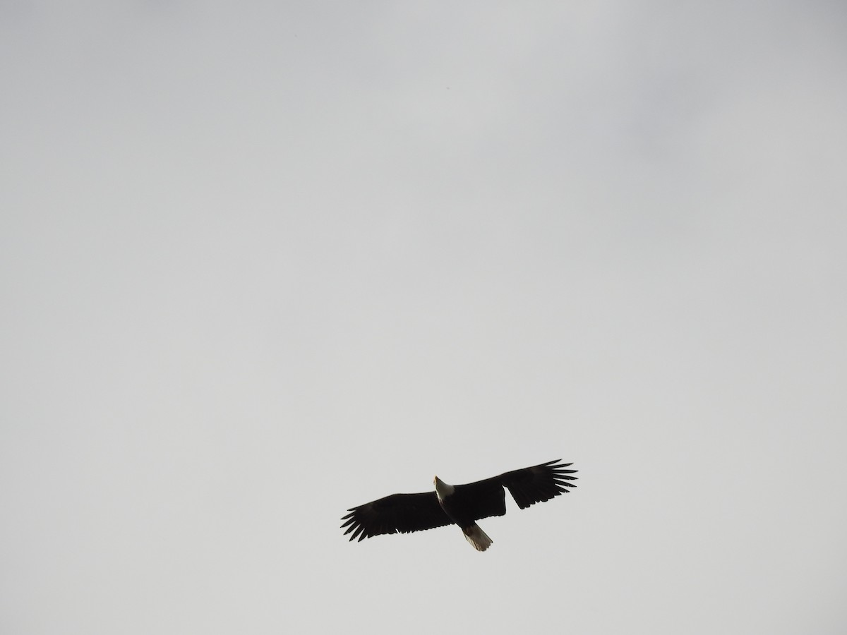 Bald Eagle - ML25414271