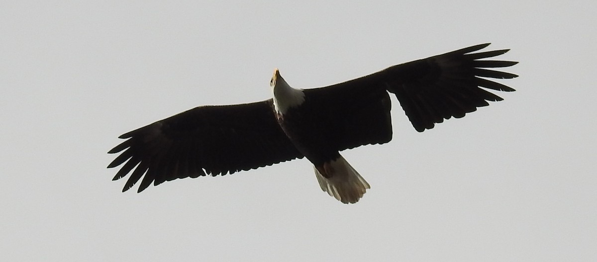 Bald Eagle - ML25414301
