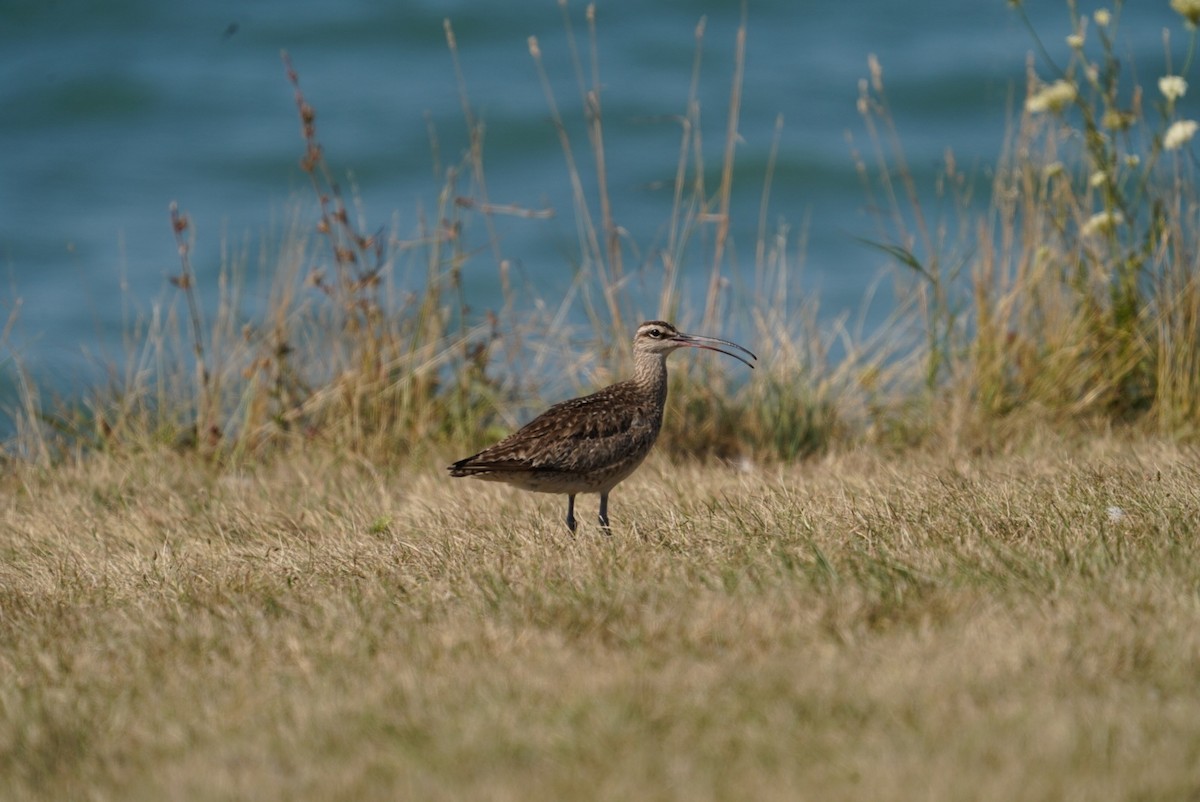 Whimbrel - Kyle Brock