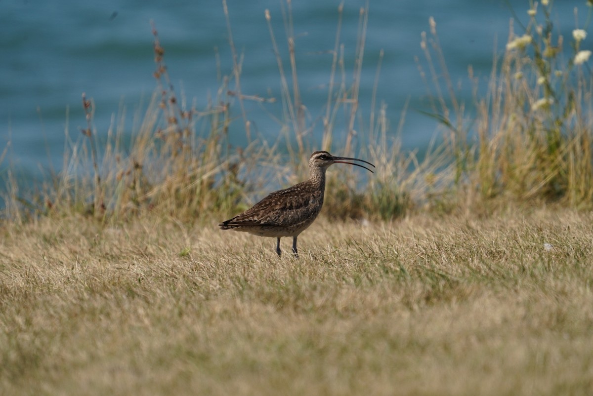 Whimbrel - Kyle Brock