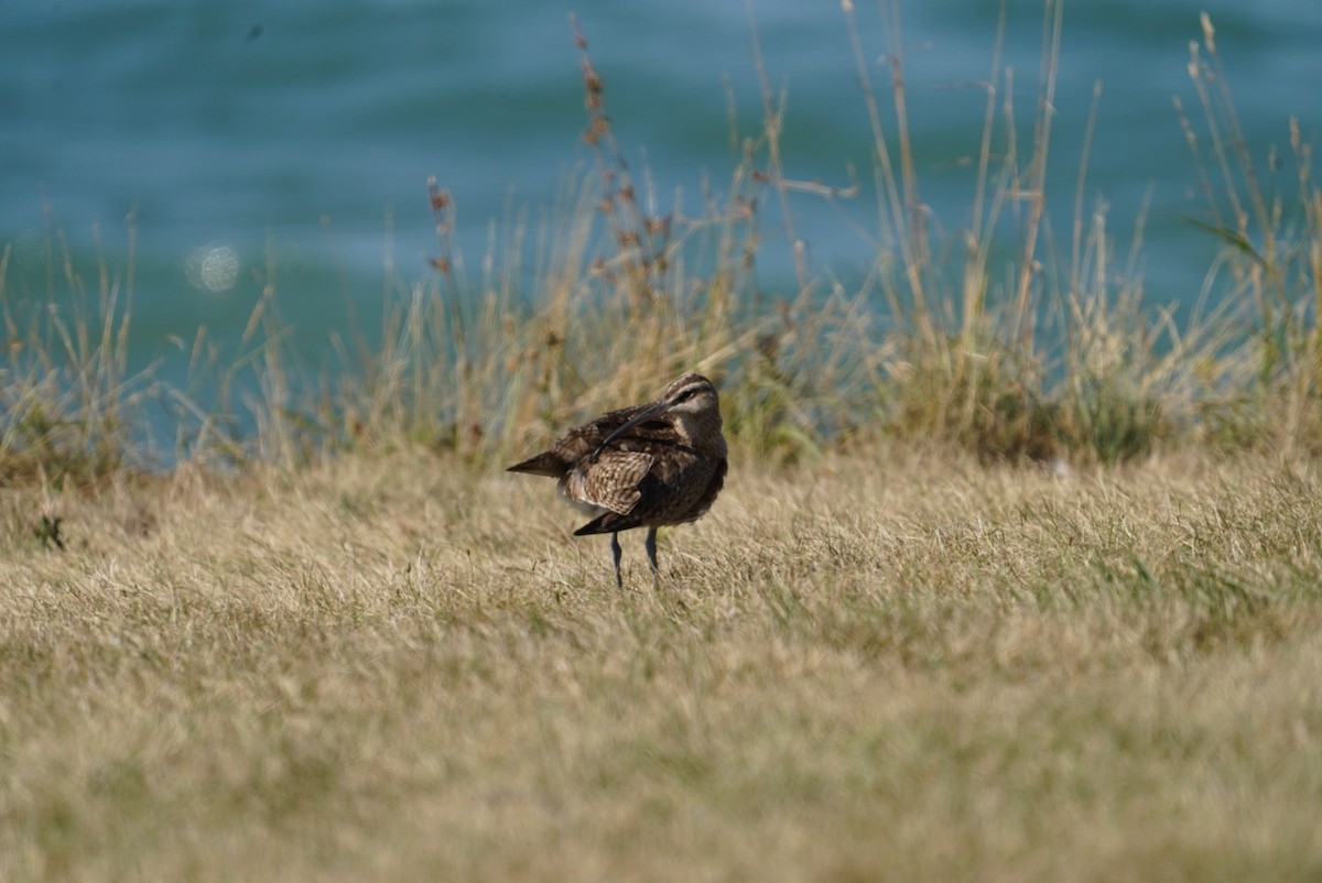 Whimbrel - ML254144311