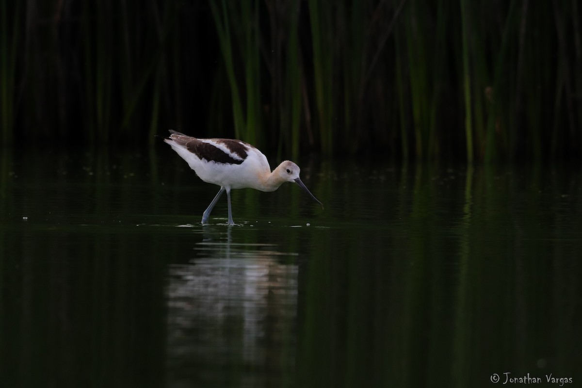 American Avocet - Jonathan Vargas