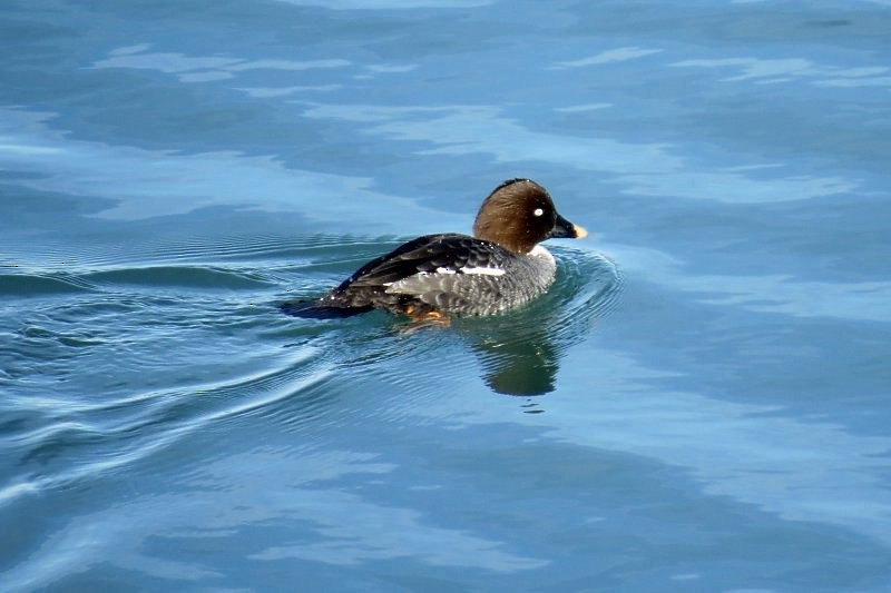 Common Goldeneye - ML25414541