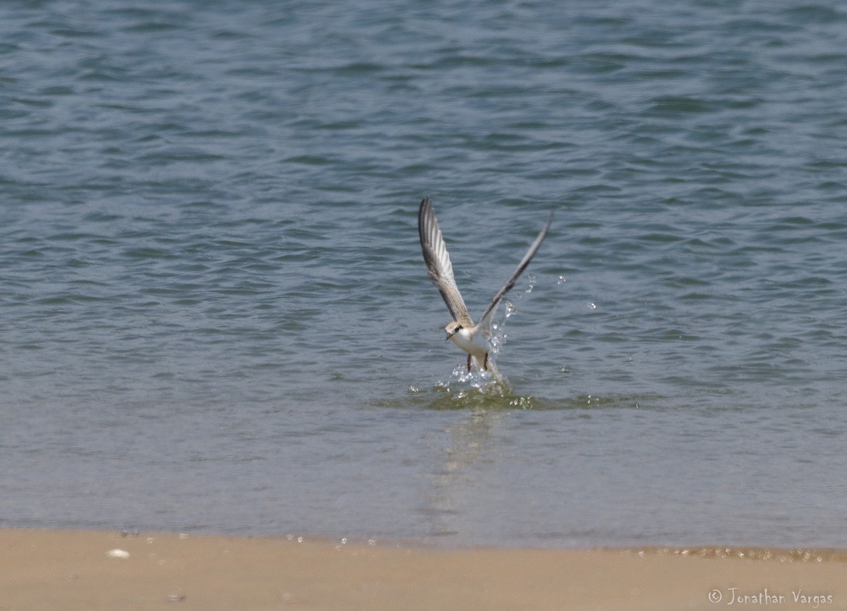 Least Tern - Jonathan Vargas