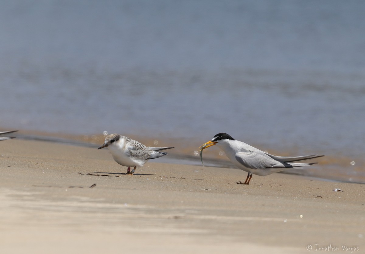 Least Tern - ML254146761