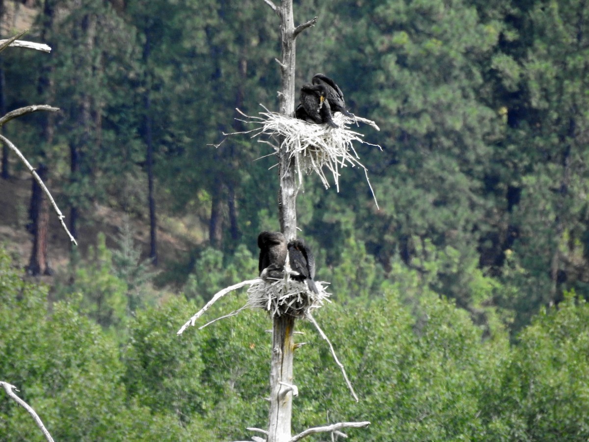 Double-crested Cormorant - ML254146831