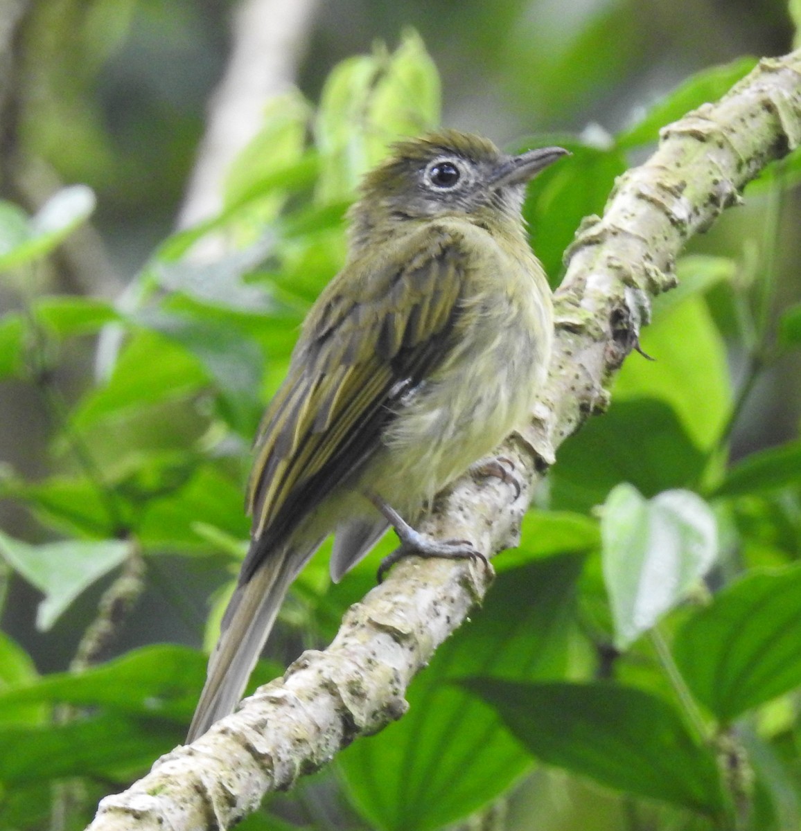 Eye-ringed Flatbill - ML254147521