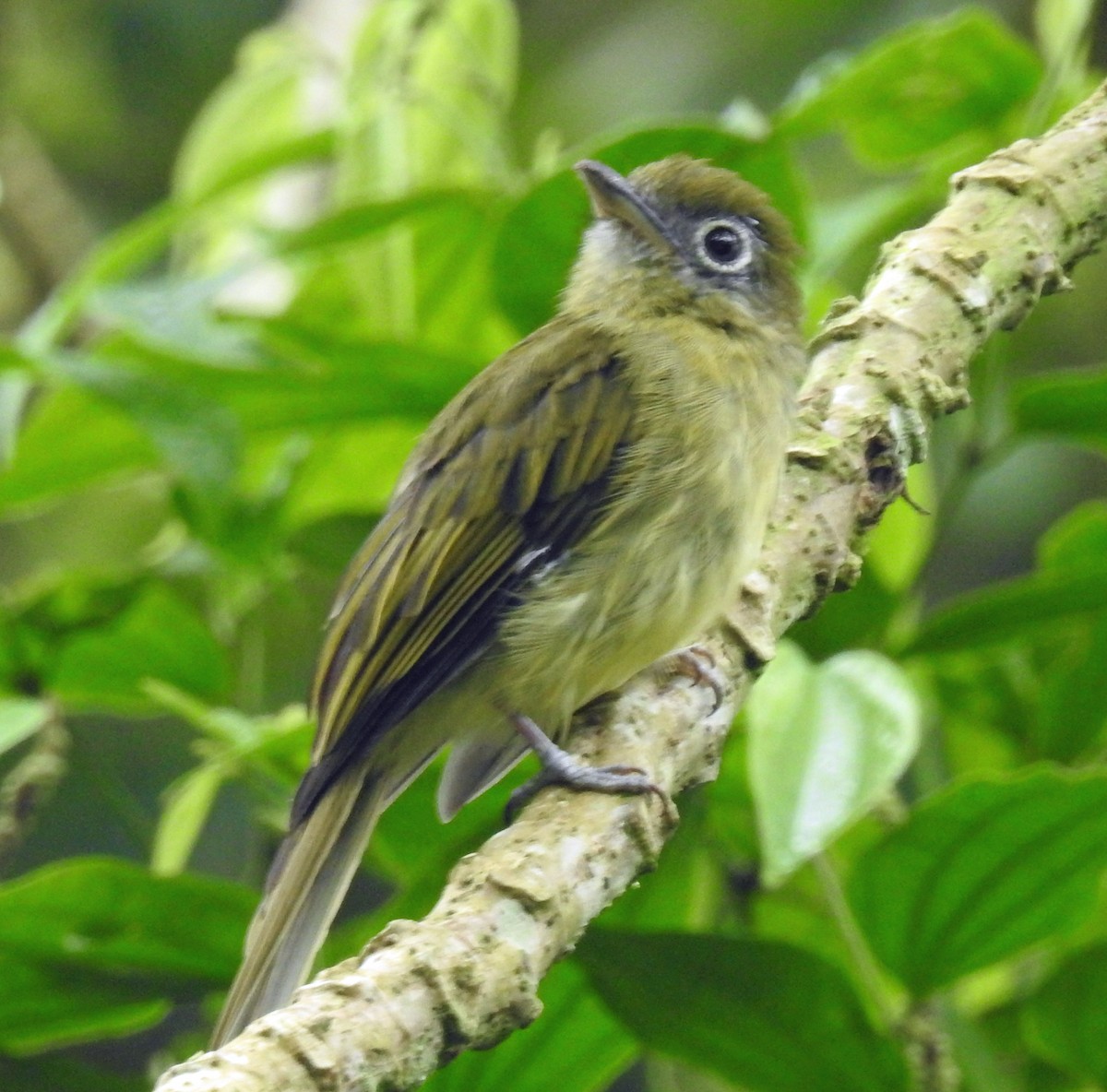 Eye-ringed Flatbill - ML254147571