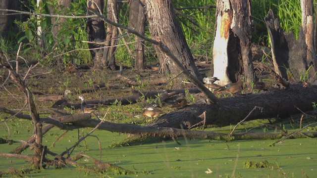 Wood Duck - ML254148541