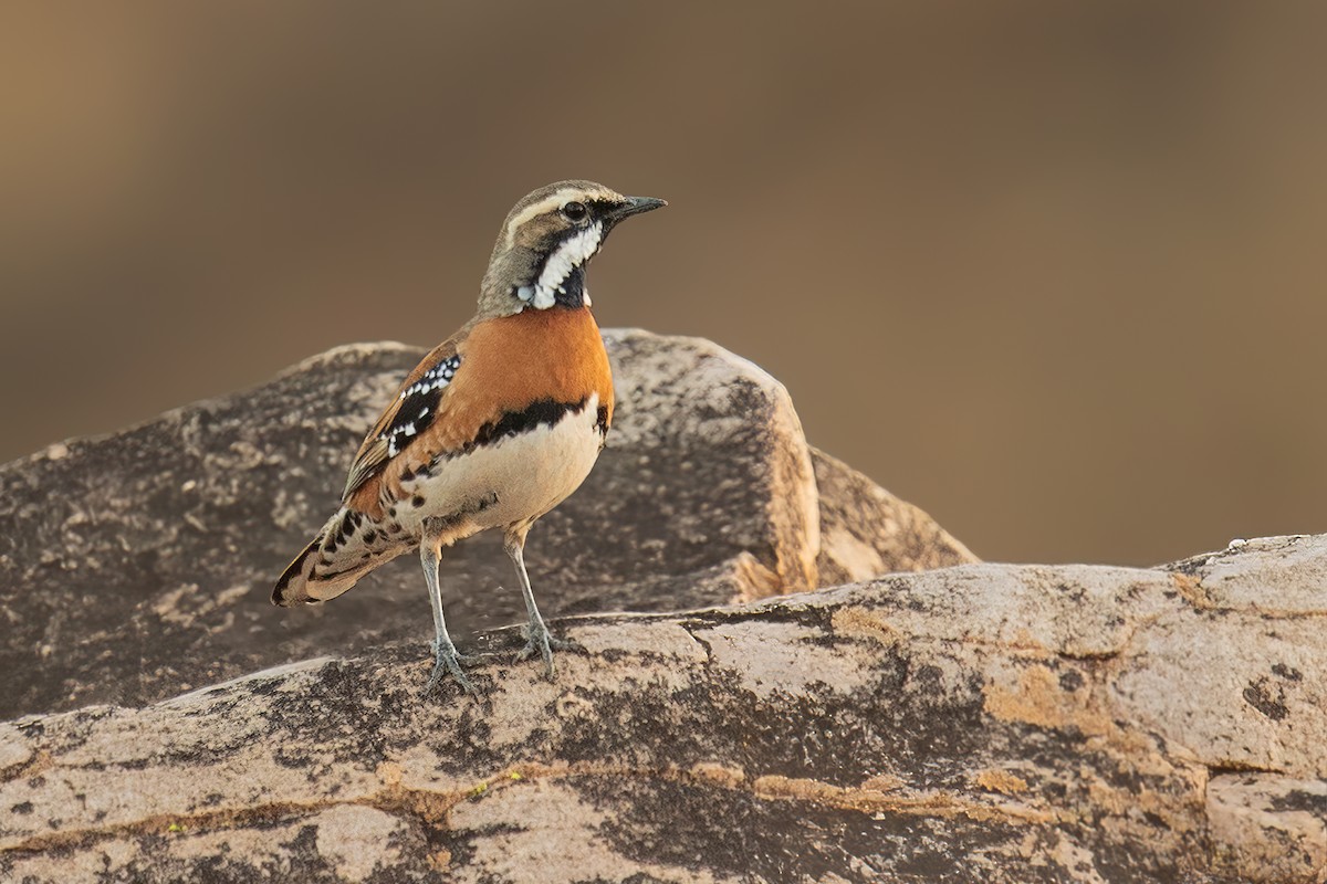 Chestnut-breasted Quail-thrush - ML254149211