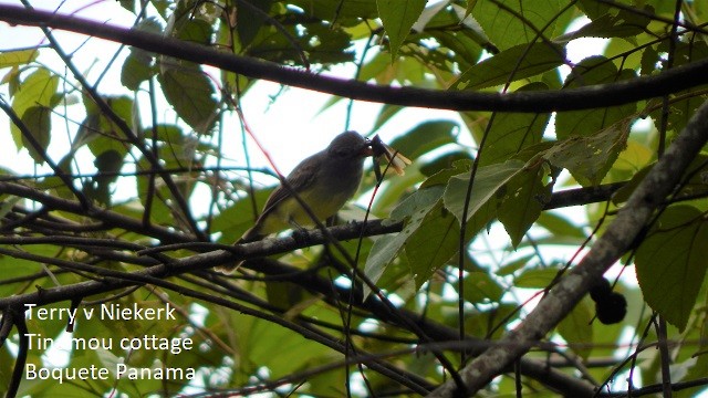 Panama Flycatcher - Terry van Niekerk