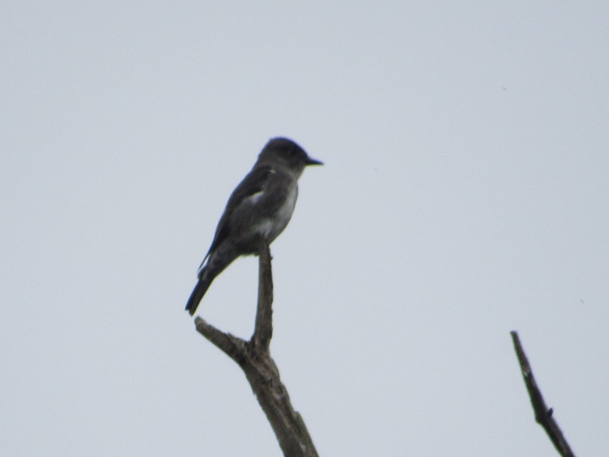 Olive-sided Flycatcher - ML254149781