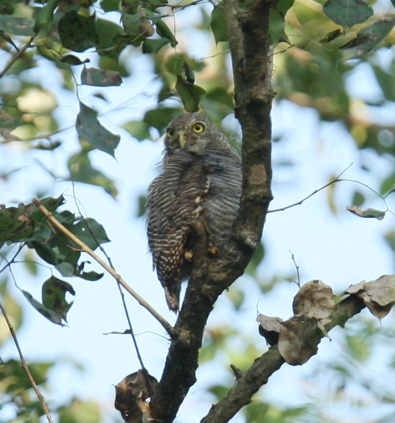 Jungle Owlet - Qiang Zeng