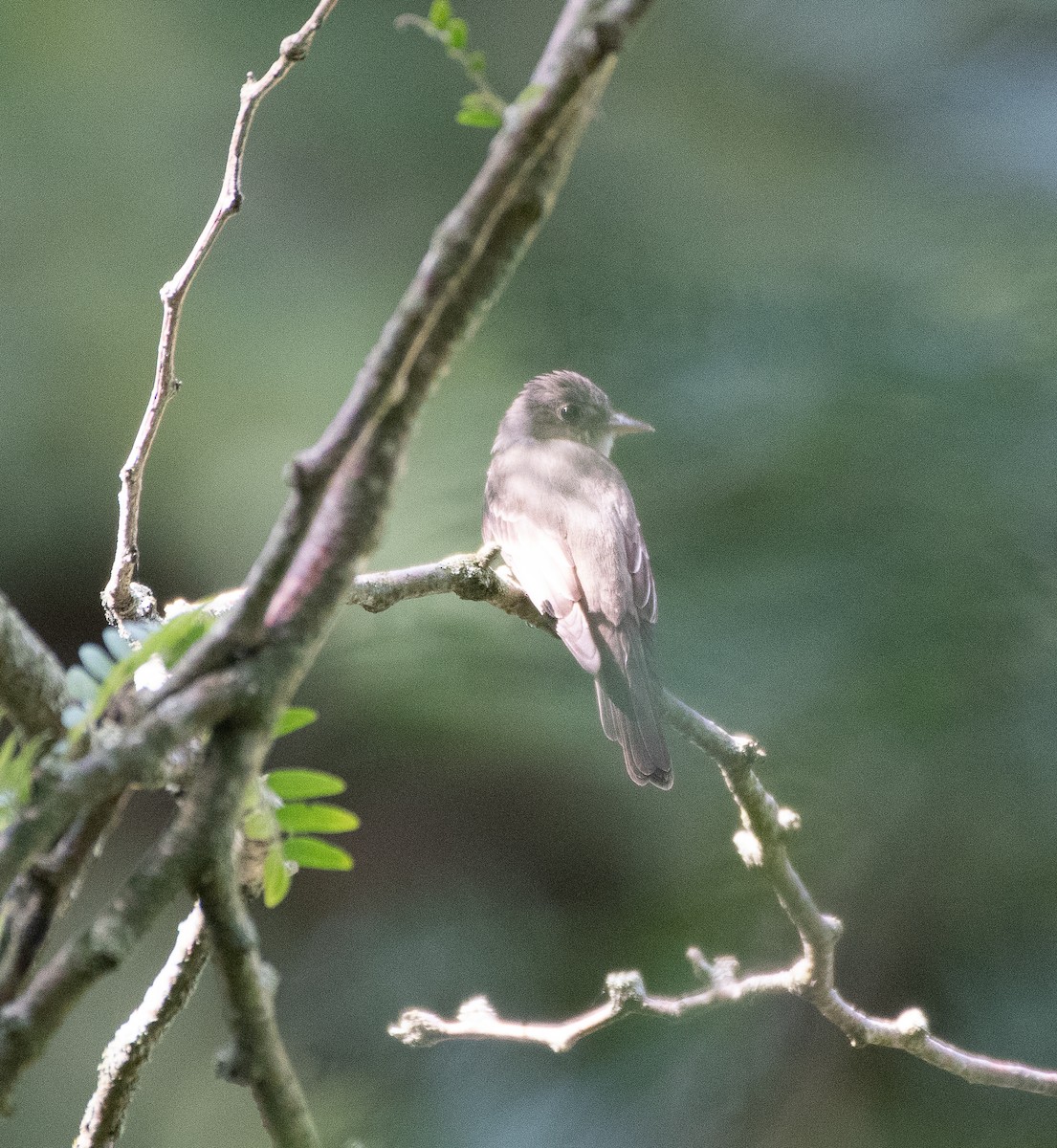 Willow Flycatcher - Marcia Eichel