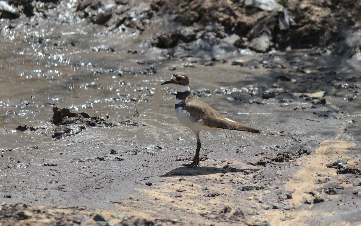 Killdeer - ML254153561