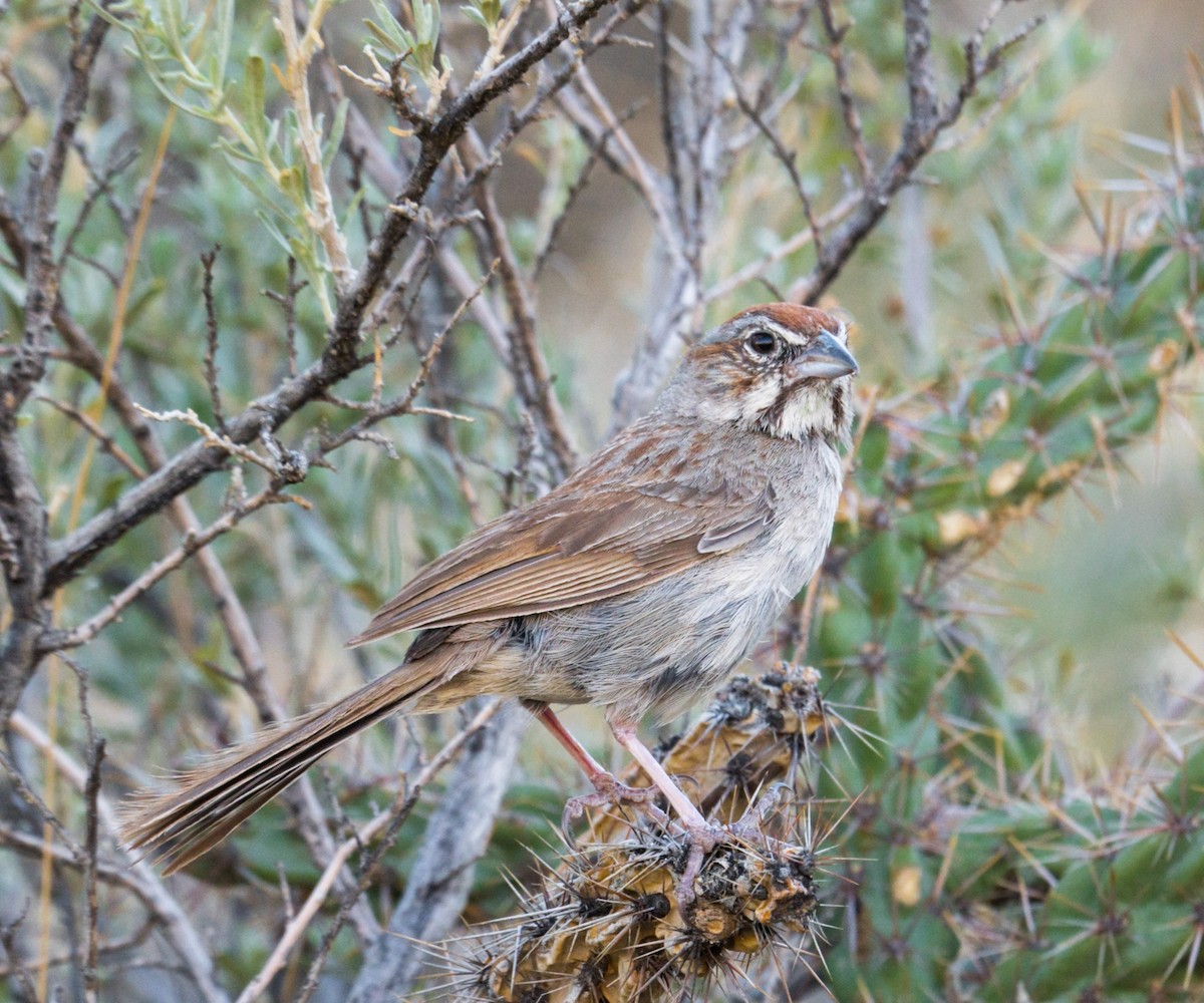 Rufous-crowned Sparrow - ML254153931