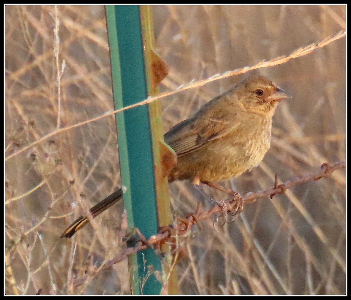 California Towhee - ML254154861