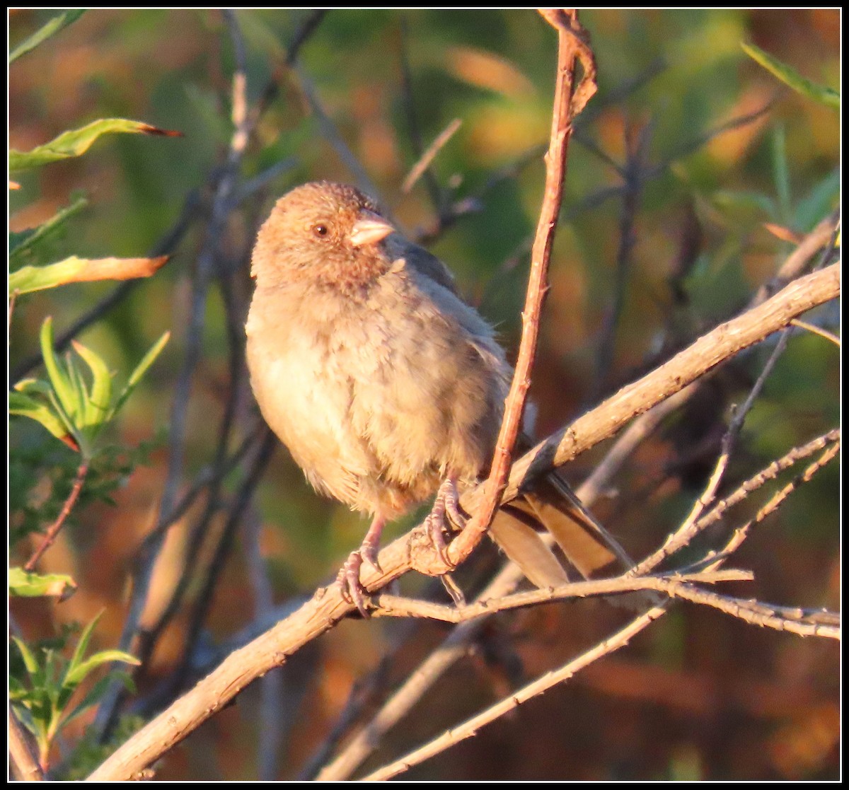 California Towhee - ML254154891