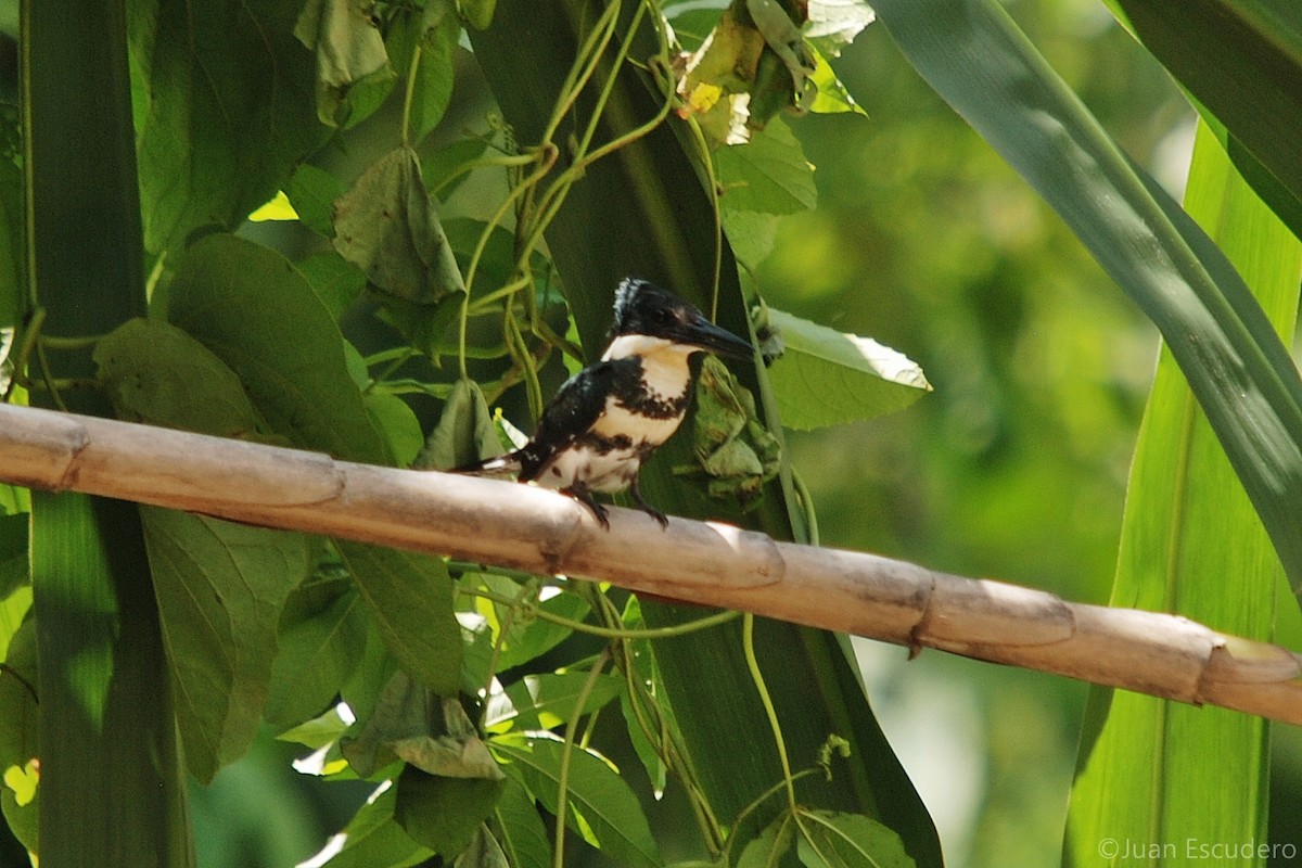 Green Kingfisher - ML254155931