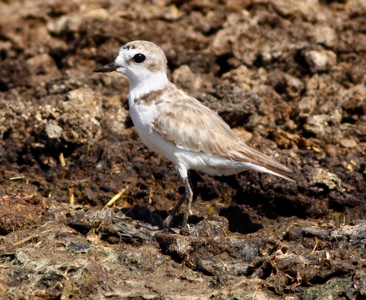 Snowy Plover - Roger Clark