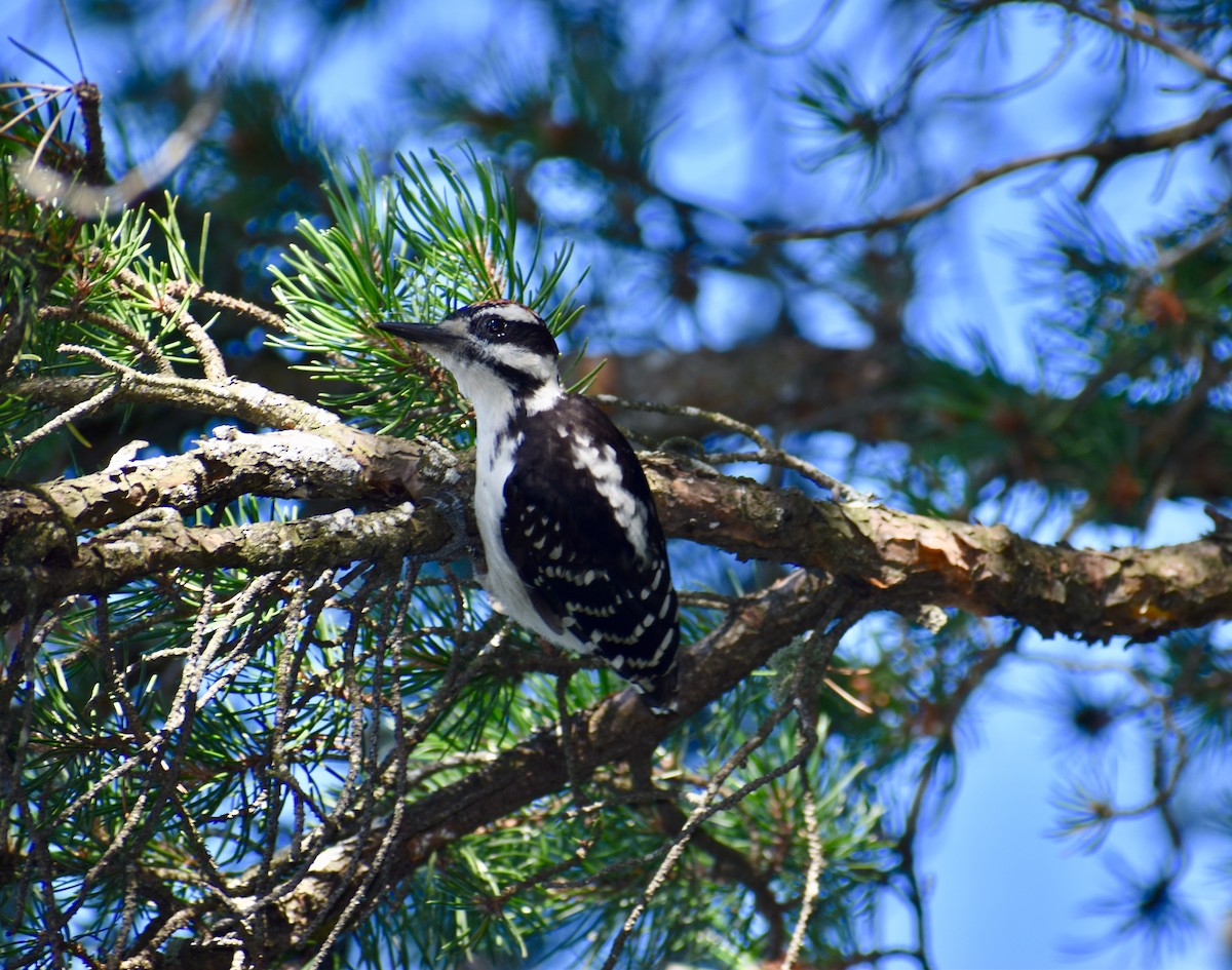 Hairy Woodpecker - ML254158241